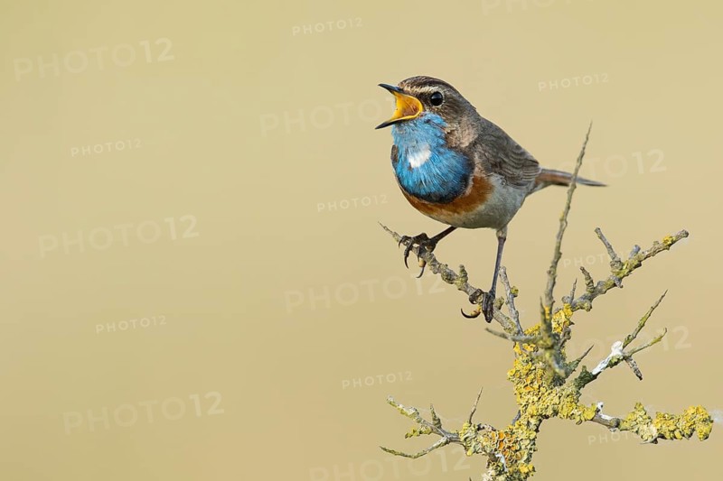 Bluethroat (Luscinia svecica cyanecula) male singing, Texel, Netherlands
