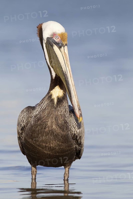 Brown Pelican (Pelecanus occidentalis), Florida, USA