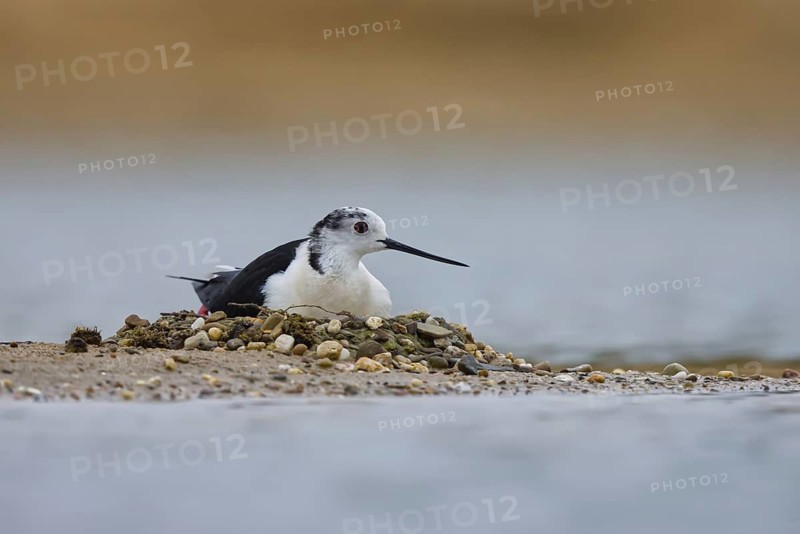 Black-winged Stilt (Himantopus himantopus) male on nest, North Rhine-Westphalia, Germany