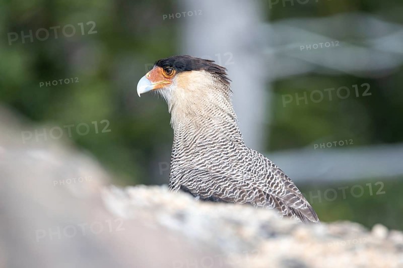 Portrait of a crested caracara (Caracara plancus), seen in Nahuel Huapi National Park, Bariloche, Patagonia, Argentina