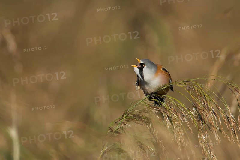 Bearded tit or reedling (Panurus biarmicus) adult male bird on a Common reed seedhead, RSPB Strumpshaw fen nature reserve, Norfolk, England, United Kingdom