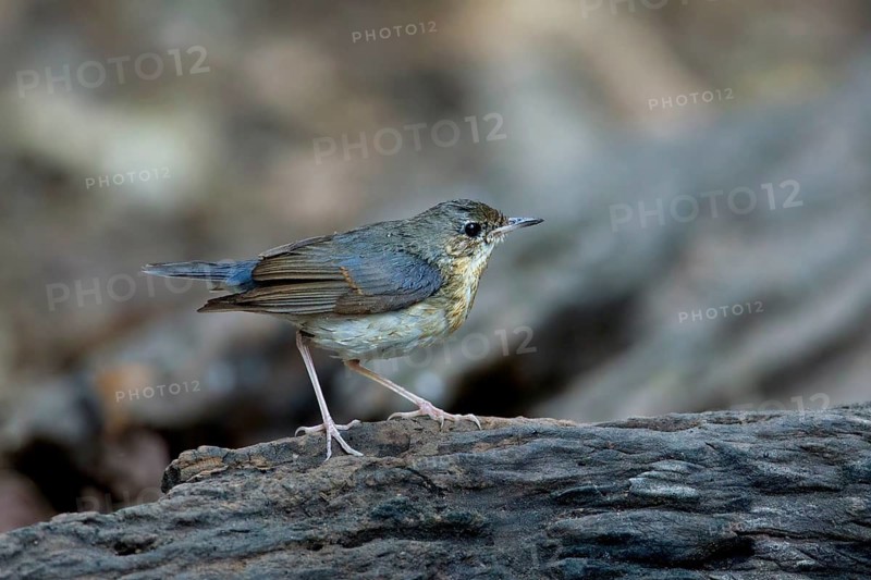 Siberian Blue Robin (Larvivora cyane) male, Kaeng Krachan, Thailand