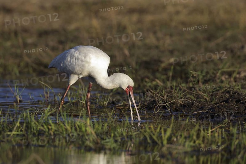 African Spoonbill (Platalea alba) foraging, Chobe, Botswana