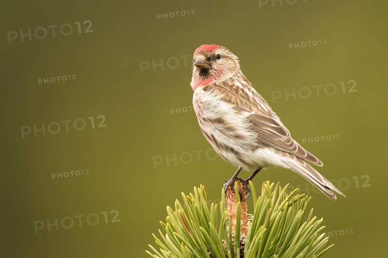 Common Redpoll (Acanthis flammea) male, Bavaria, Germany