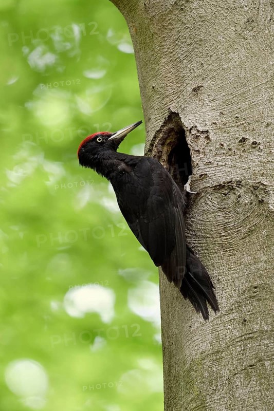 Black Woodpecker (Dryocopus martius) male at nest cavity, North Rhine-Westphalia, Germany
