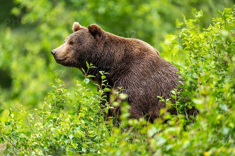 Eurasian brown bear (Ursus arctos arctos) sitting between bushes, Bavarian Forest, Bavaria, Germany