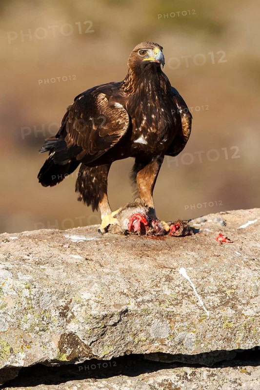 Golden Eagle (Aquila chrysaetos) female, Castile and Leon, Spain
