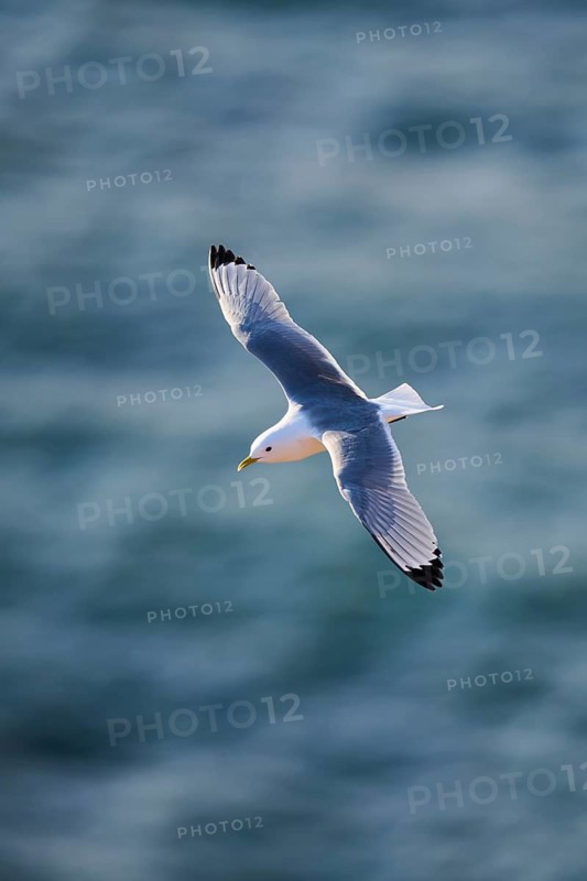 Common gull or sea mew (Larus canus) flying over the sea, wildlife, Helgoland, Germany