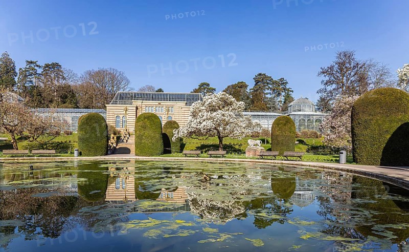 Magnolia blossom in the Moorish Garden at Wilhelma. Magnolias (Magnolia) are in bloom in the Stuttgart Zoological-Botanical Garden. According to Wilhelma, the Moorish Garden is home to the largest magnolia grove north of the Alps. Stuttgart, Baden-Württemberg, Germany
