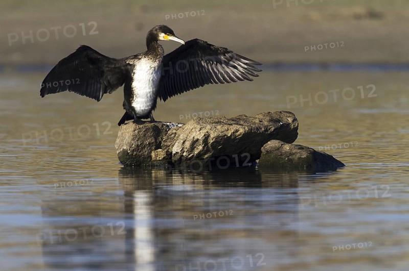 Great Cormorant (Phalacrocorax carbo), Madrid, Spain
