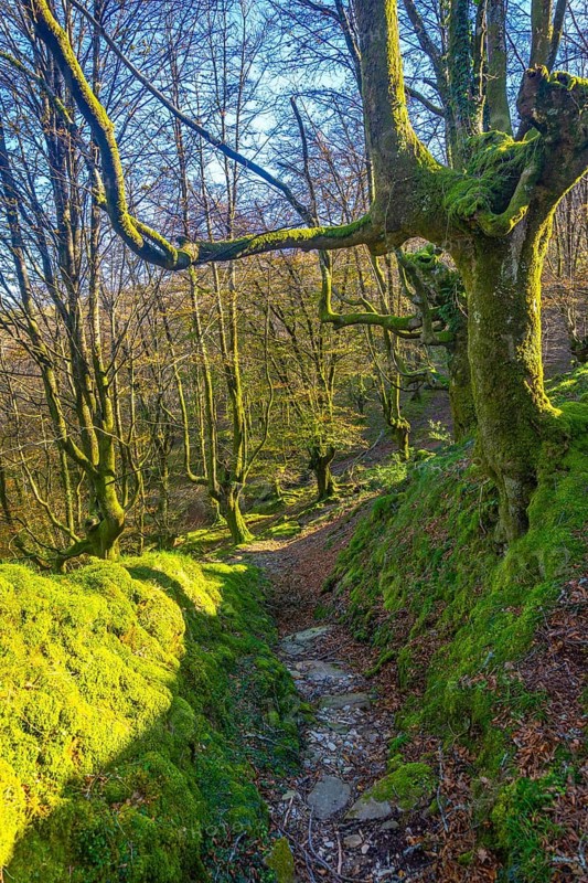 Sunlit hiking path winding through a vibrant green mossy forest, creating a tranquil and inviting atmosphere