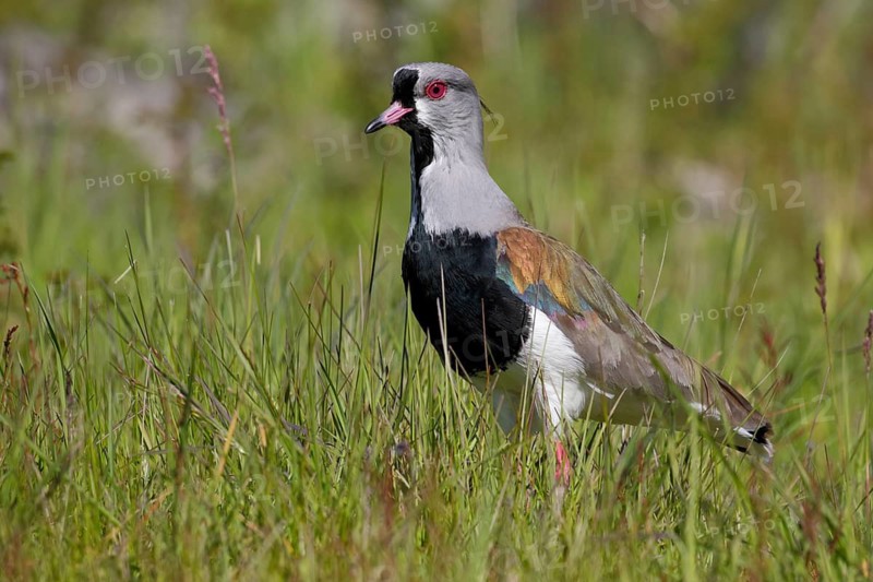 Bronzekiebitz, lat. Vanellus chilensis, im Gras aufrechte Haltung