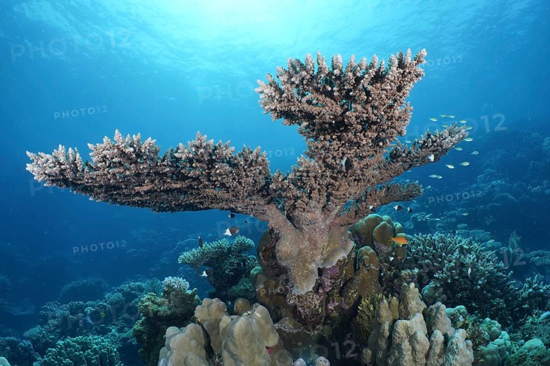 Pharaoh's antler coral (Acropora pharaonis)