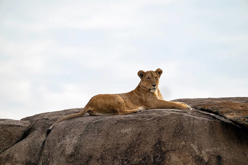 Lioness (Panthera leo) lying on a rock on a kopje, Serengeti National Park, Tanzania