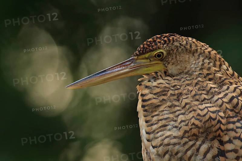Bare-throated tiger heron juvenile (Tigrisoma mexicanum), Costa Rica