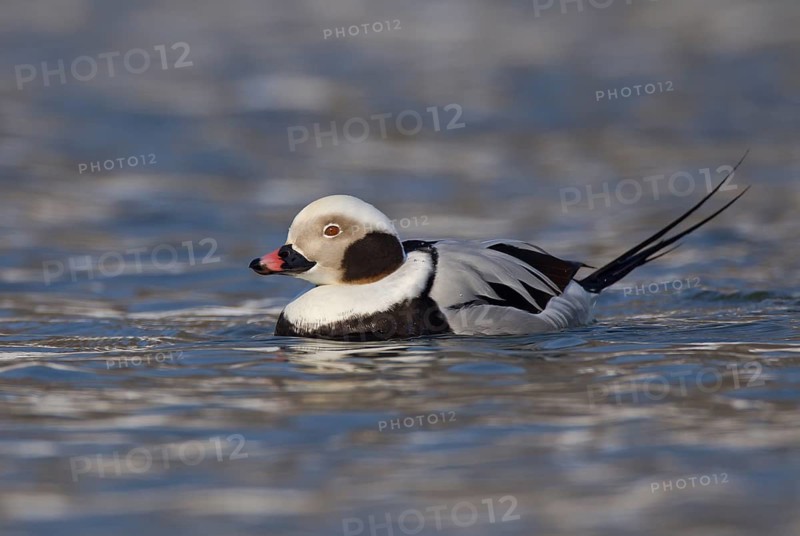 Long-tailed Duck (Clangula hyemalis) male, Ohio, USA