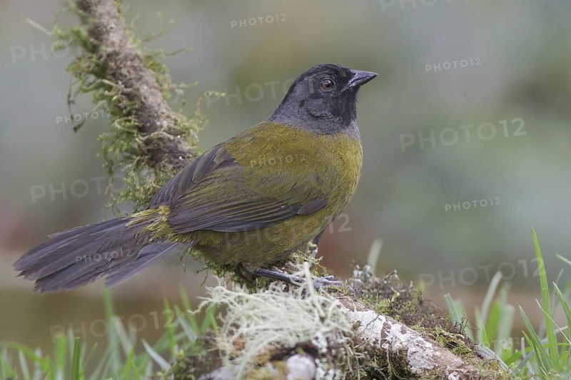 Large-footed Finch (Pezopetes capitalis), Costa Rica