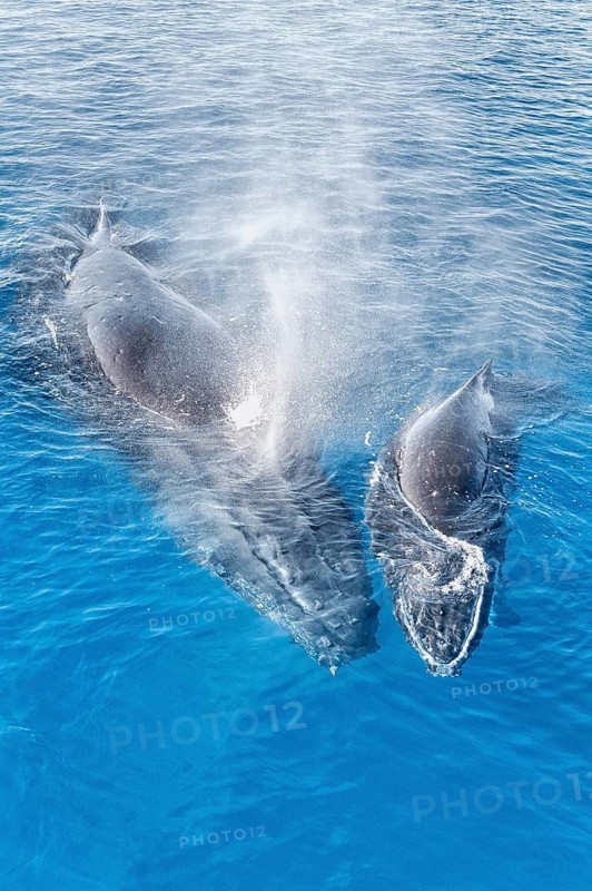 Mother and Calf Humpback Whales surfacing and exhaling, Hervey Bay, Queensland, Australia