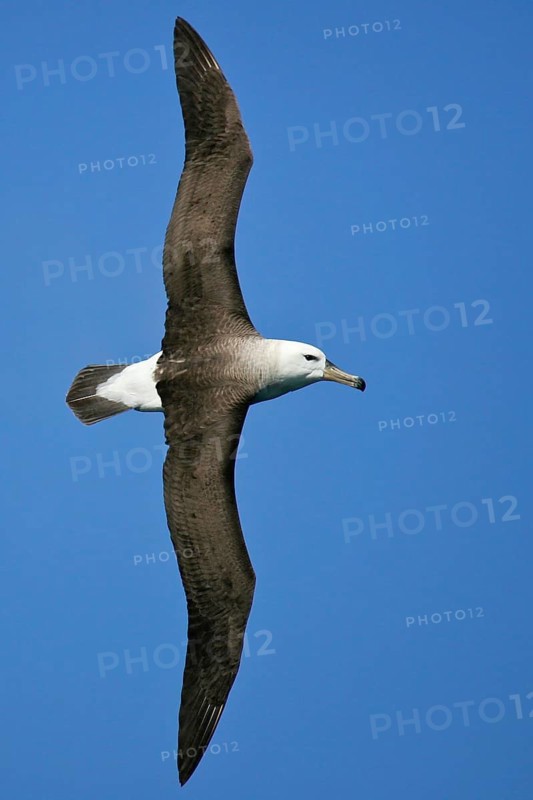 Black-browed Albatross (Thalassarche melanophris) flying, Südinsel, Neuseeland
