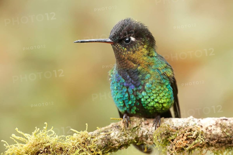 Fiery-throated Hummingbird (Panterpe insignis) perched on a branch, Costa Rica
