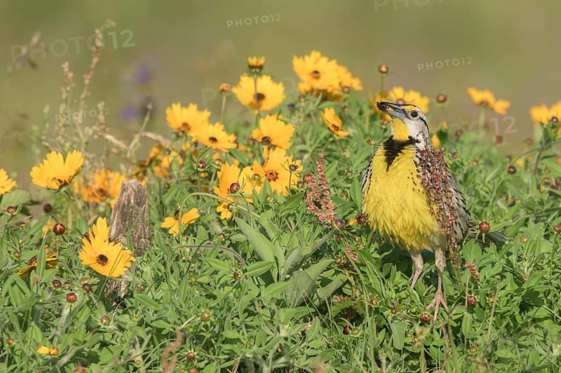 Eastern Meadowlark (Sturnella magna) with insect in beak, Texas, USA