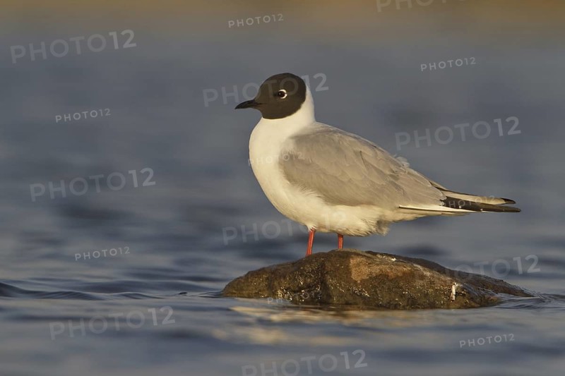 Bonaparte's Gull (Chroicocephalus philadelphia), Manitoba, Canada