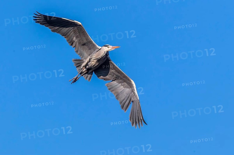Grey Heron (Ardea cinerea) flying, Mecklenburg-Western Pomerania, Germany