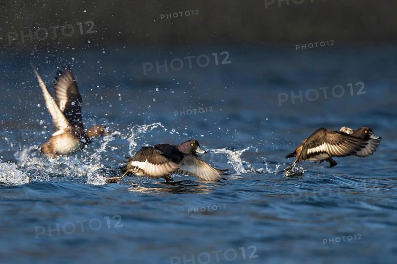 Tufted Duck (Aythya fuligula) group taking flight, Baden-Wuerttemberg, Germany
