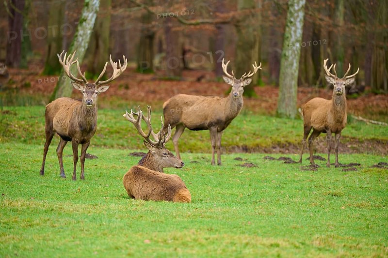 Four deer, one lying down, in a peaceful forest environment, red deer (Cervus elaphus), Hesse, Germany