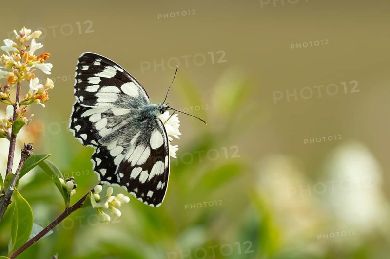 Marbled white butterfly (Melanargia galathea) adult insect feeding on flowers in summer, Suffolk, England, United Kingdom