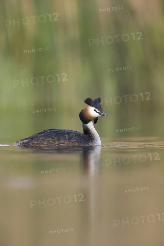 Great Crested Grebe (Podiceps cristatus), North Rhine-Westphalia, Germany