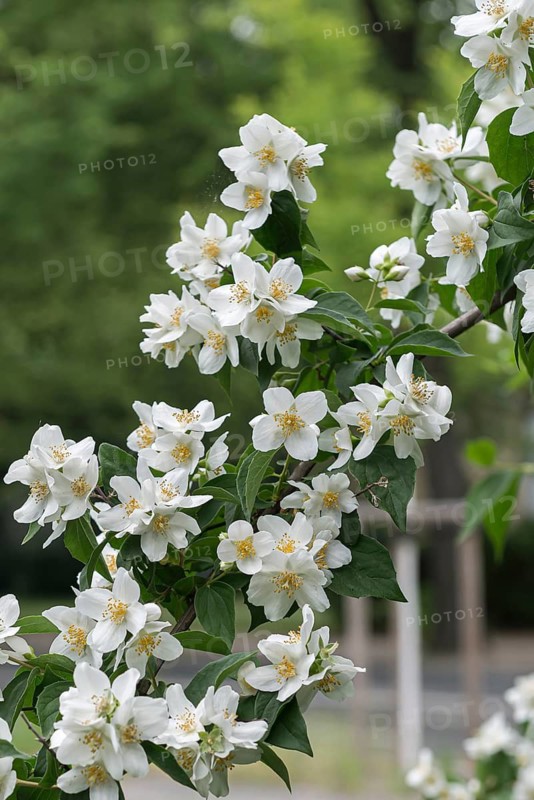 Pipevine (Philadelphus coronarius), Germany