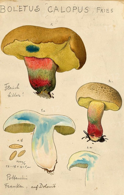 Mushroom, Mushrooms, Caloboletus calopus, Syn. Boletus calopus, authentic reproduction of an illustration by Hans Walty (1868-1948) from about 1915, historical