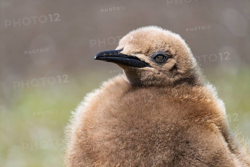 King penguin (Aptenodytes patagonicus), chick in brown down plumage, portrait, Volunteer Point, Falkland Islands