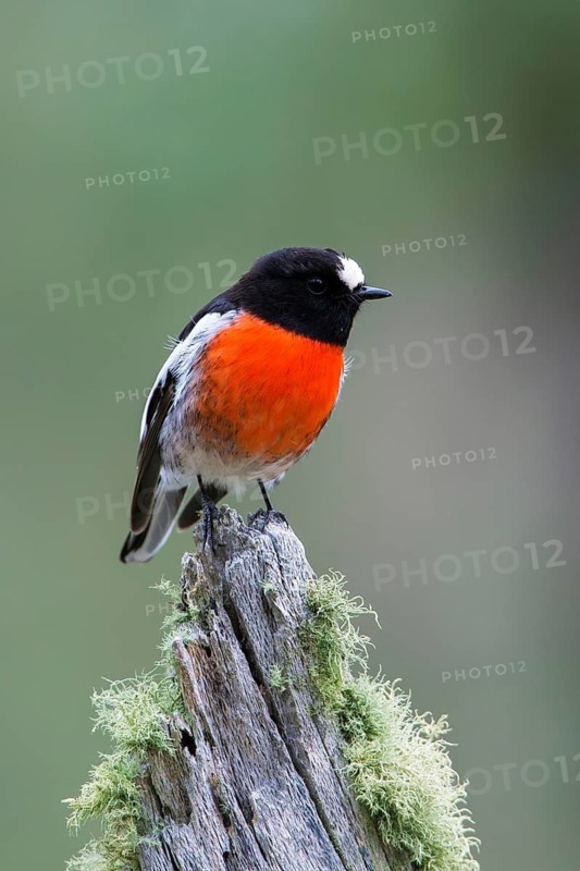 Scarlet Robin (Petroica boodang) male perched on a mossy stump, Victoria, Australia
