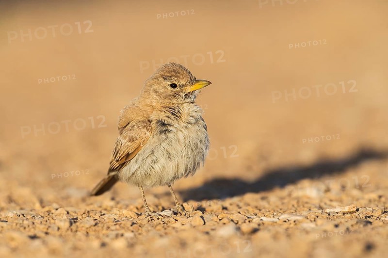 Desert Lark (Ammomanes deserti), Eilat, Israel