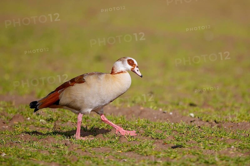 Egyptian Goose (Alopochen aegyptiaca), North Rhine-Westphalia, Germany