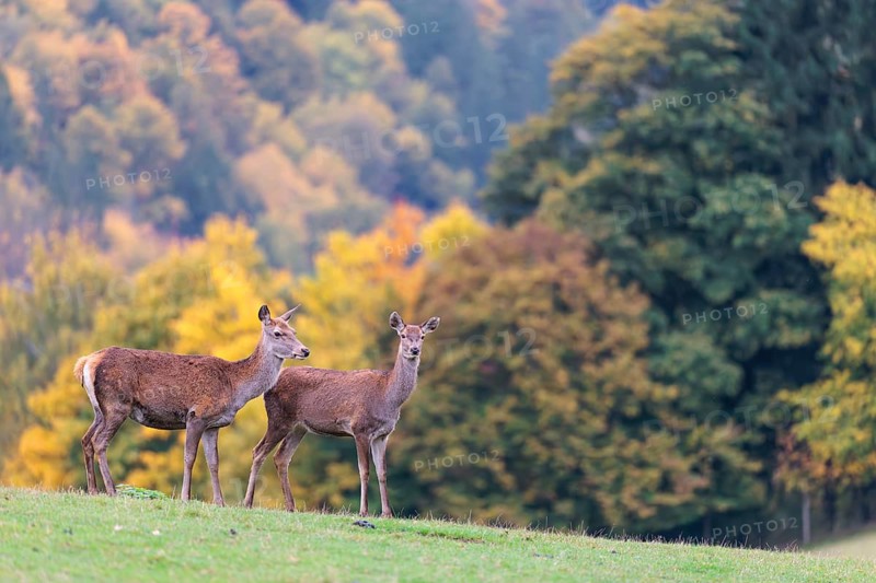 A herd of red deer cows (Cervus elaphus) stands in a meadow. In the background, a forest can be seen in autumnal colors. Bavaria, Germany