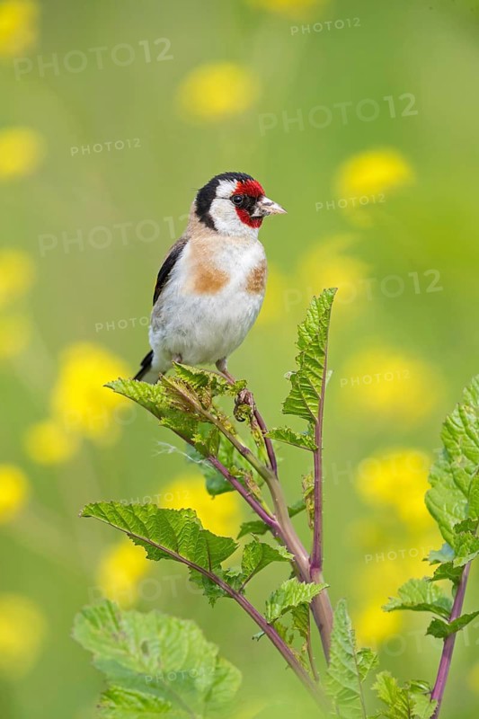 Stieglitz, Distelfink, Eurasian Goldfinch, Goldfinch, European Goldfinch, Carduelis carduelis, Chardonneret élégant, Chardonneret, Jilguero