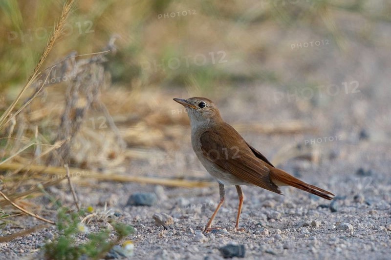 Cetti's Warbler (Cettia cetti), Lesvos, Greece