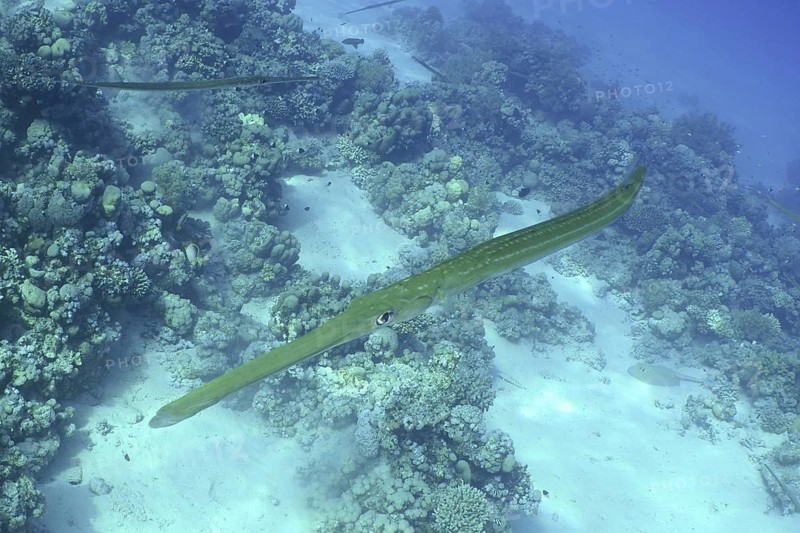 Bluespotted Cornetfish (Fistularia commersonii)