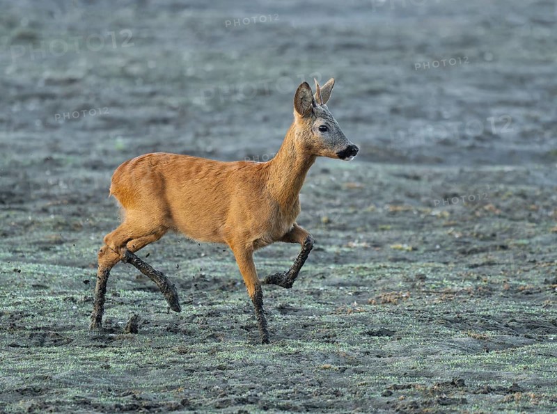 Roe deer (Capreolus capreolus), young roebuck running across a muddy surface at a lake, wildlife, Lower Saxony, Germany