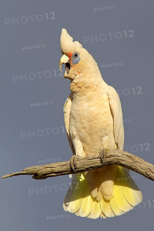 Western Corella (Cacatua pastinator), Western Australia, Australia