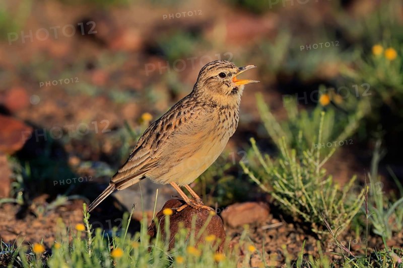 Bush Pipit (Anthus caffer), adult, on ground, singing, Pilanesberg National Park, North West Province, South Africa, Africa, Germany
