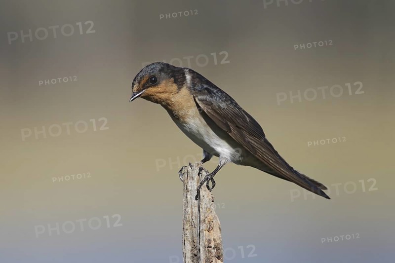 Welcome Swallow (Hirundo neoxena), New South Wales, Australia