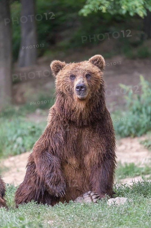 One Kamchatka brown bear (Ursus arctos piscator), resting in a forest. Some green vegetation in the background