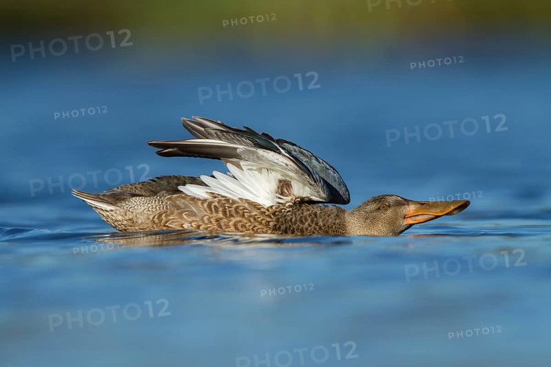Northern Shoveler (Spatula clypeata) female, Utrecht, Netherlands
