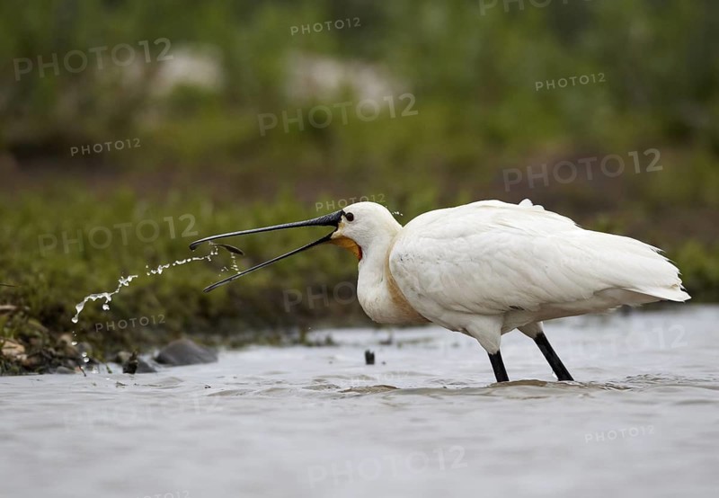 Eurasian Spoonbill (Platalea leucorodia), Schleswig-Holstein, Germany