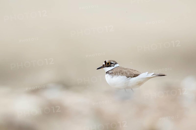 Little Ringed Plover (Charadrius dubius) male, North Rhine-Westphalia, Germany