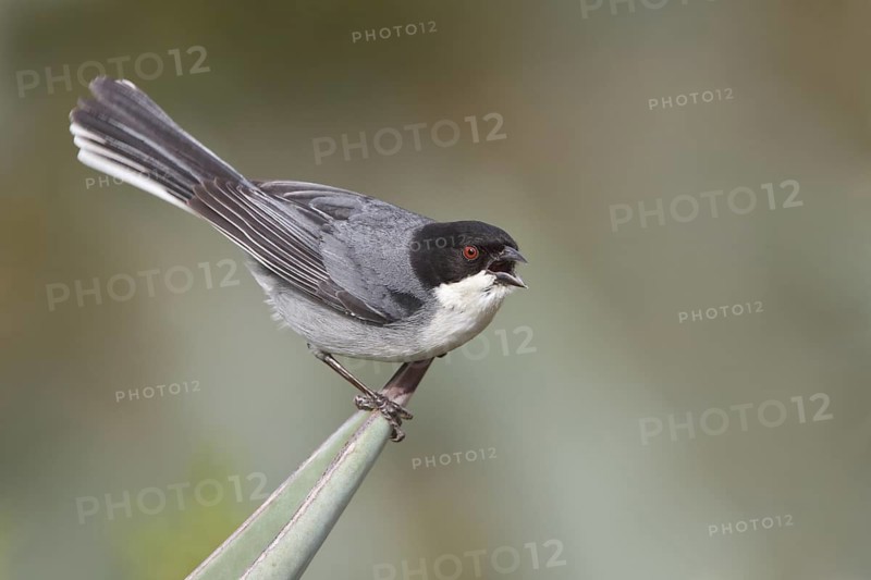 Black-capped Warbling-Finch (Poospiza melanoleuca) perched on a branch in Bolivia, South America